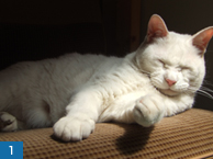 人社員と万年平の猫社員ユキオ