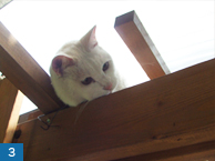 人社員と万年平の猫社員ユキオ