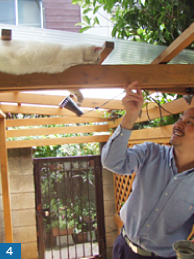 人社員と万年平の猫社員ユキオ