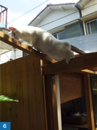 人社員と万年平の猫社員ユキオ